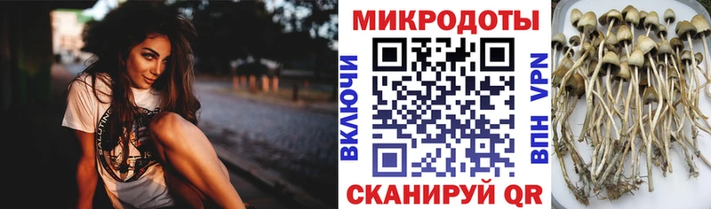 Псилоцибиновые грибы Psilocybine cubensis  Купить где  Вольск 